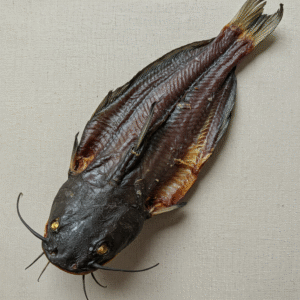 dried catfish